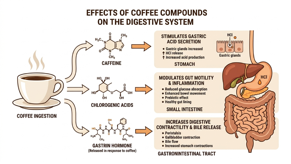 Diagram showing coffee compounds including caffeine chlorogenic acids and gastrin affecting the digestive system